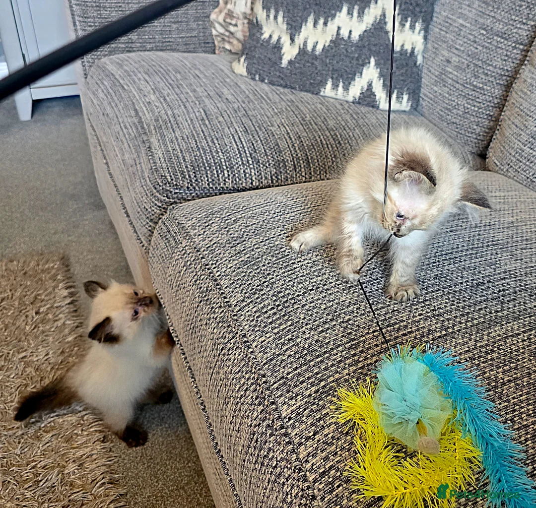 Ragdoll cats for sale: Beautiful ragdoll kittens  - Advert 8