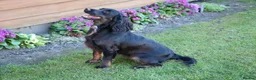 Cocker Spaniel dogs for sale: Health Tested Cocker Spaniel Puppies - Advert 4