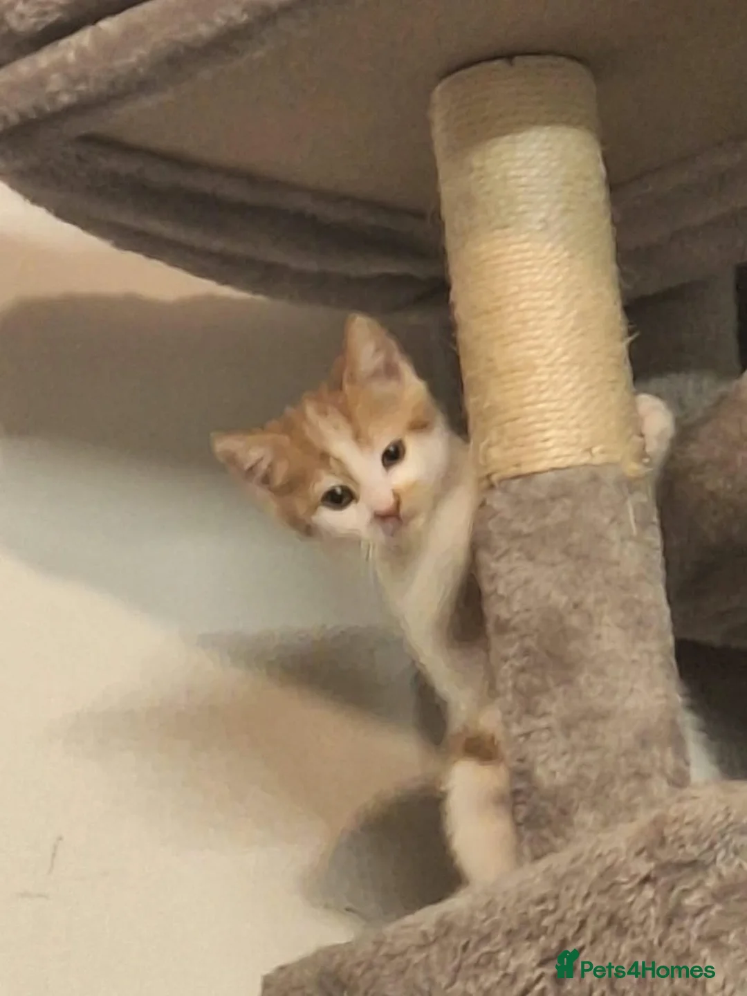 Mixed Breed cats for sale: Kitten  in Bedford - Advert 1