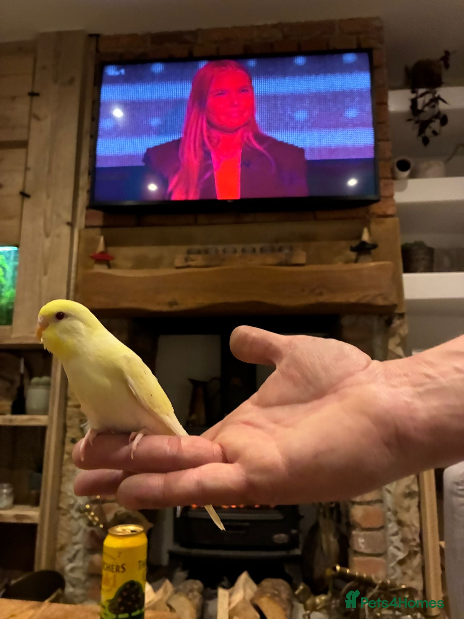 Budgerigars birds Hand reared hand tame baby budgies - Advert 8