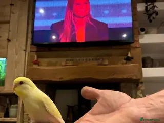 Budgerigars birds Hand reared hand tame baby budgies - Advert 11