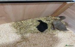 Mixed Breed birds for sale: Baby ducks  - Image 2