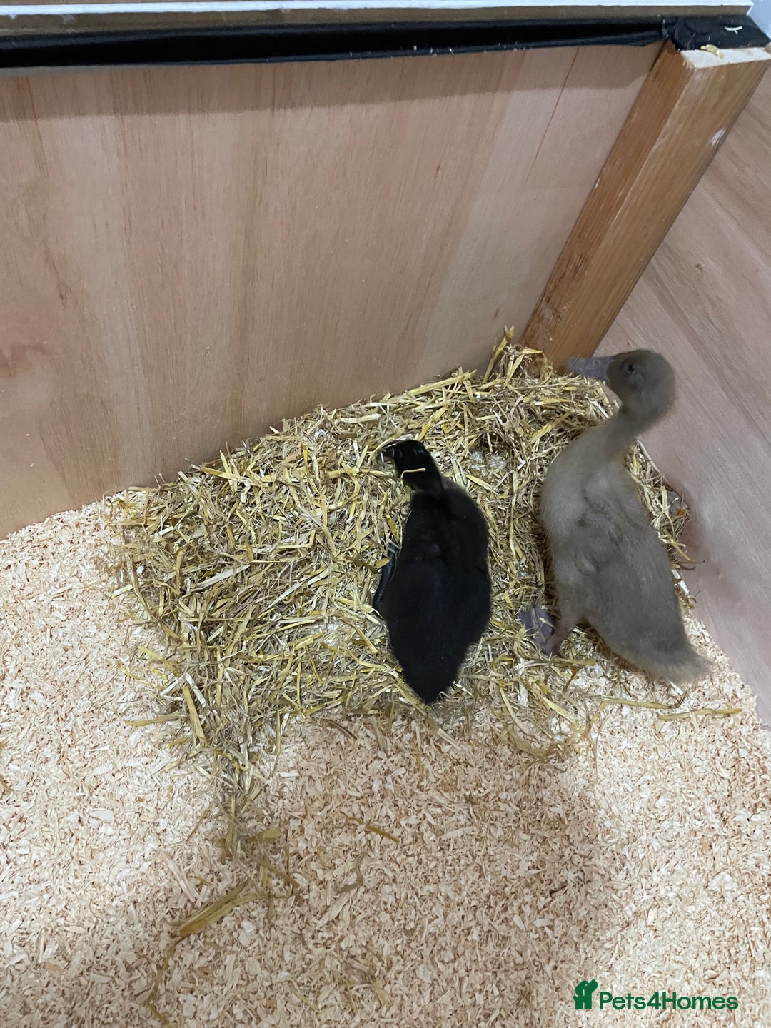 Mixed Breed birds for sale: Baby ducks  - Image 2