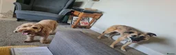 Mixed Breed dogs for adoption: Super sweet Suki in Bude - Advert 11