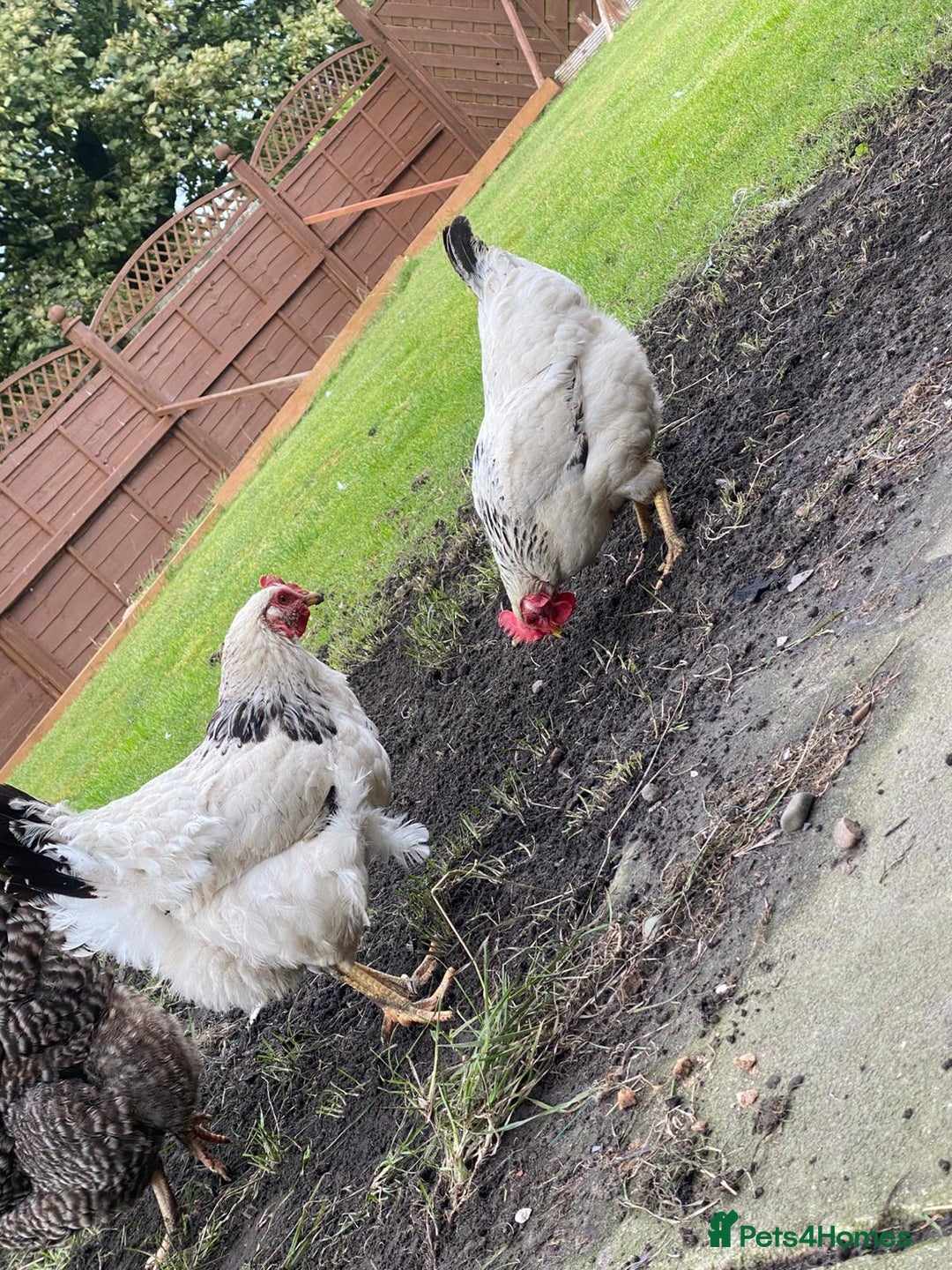 Chickens poultry for sale: 4 egg laying hens for sale with chicken coop  - Image 2
