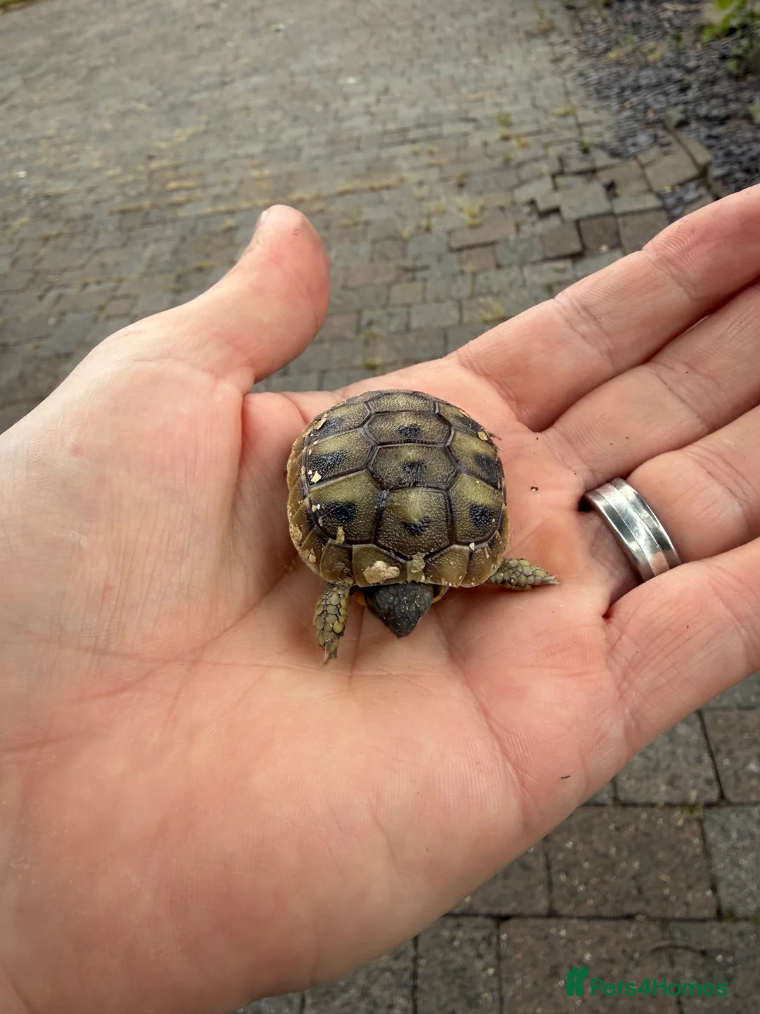 Hermann Tortoise reptiles for sale: 2 year old Herman Tortoise hatchlings - Advert 2