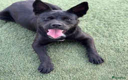 Mixed Breed dogs for adoption: Loving Beatrix looking For LOVE - Image 10