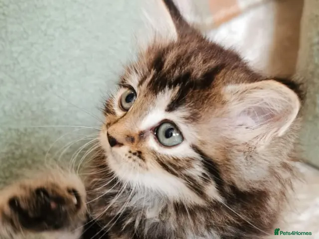 Mixed Breed cats Beautiful Maine Coon Kittens - Advert 11