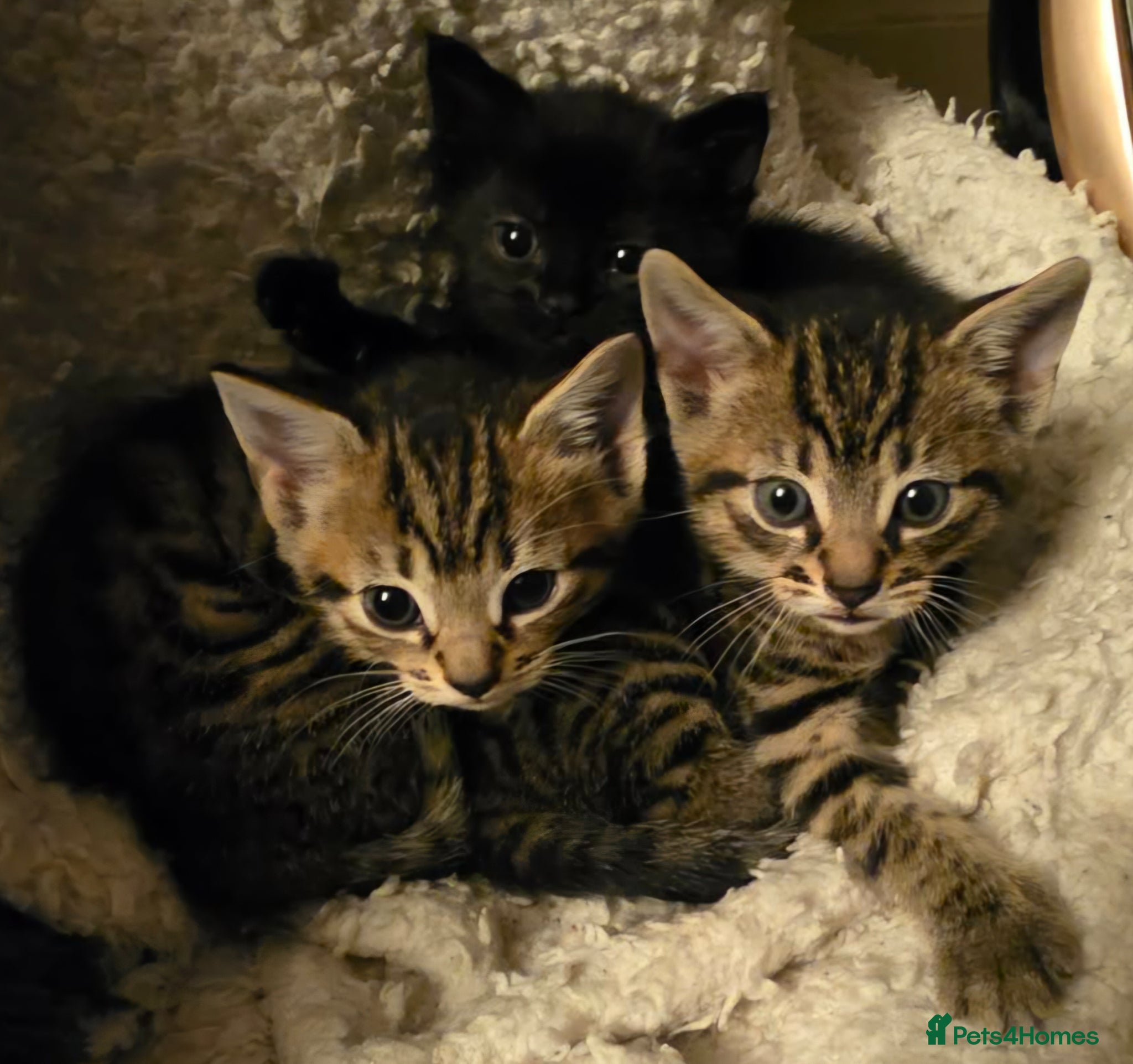 Domestic Shorthair cats Kittens for sale - Advert 5