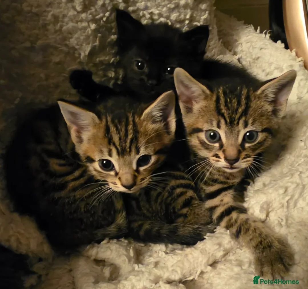 Domestic Shorthair cats for sale: Kittens for sale - Advert 1