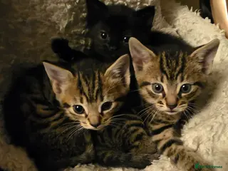 Domestic Shorthair cats Kittens for sale - Advert 5
