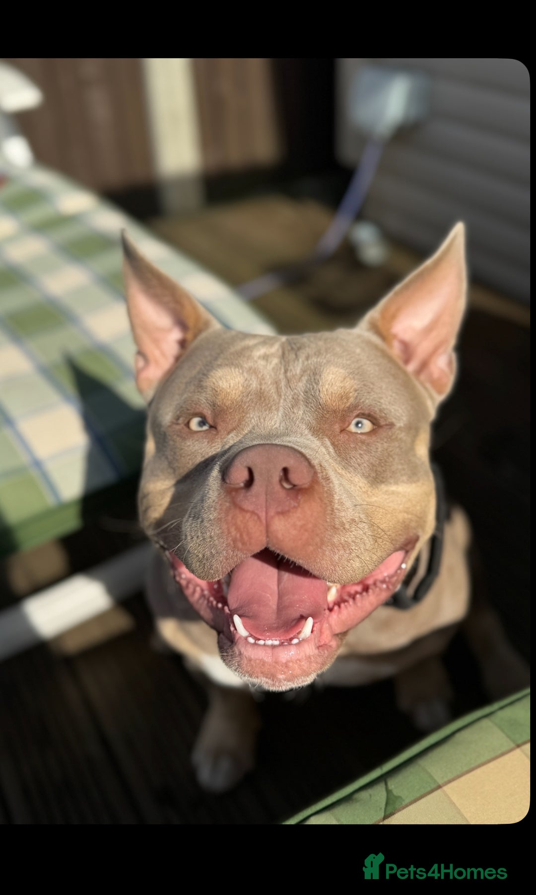 American Bully dogs for stud: 🖤BUGZY AMERICAN BULLY STUD🖤 - Image 3
