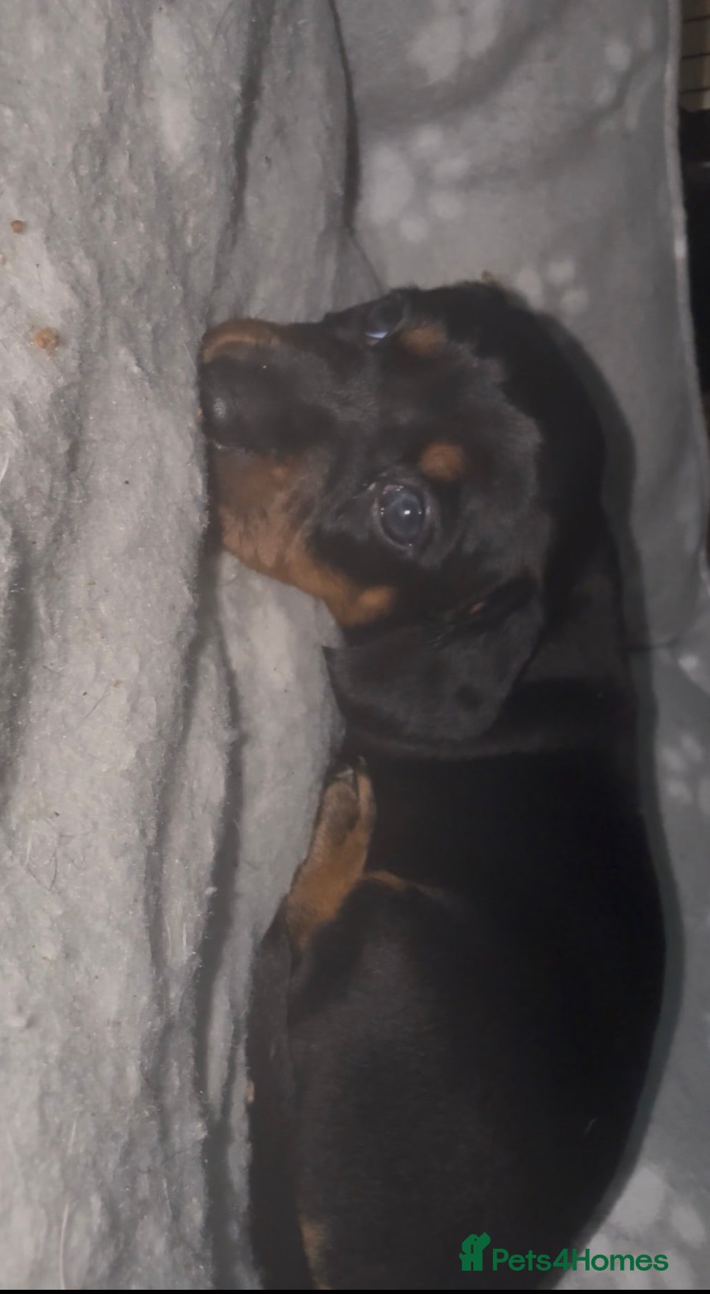 Miniature Dachshund dogs Last 2 pups 🩵🩷 - Advert 1