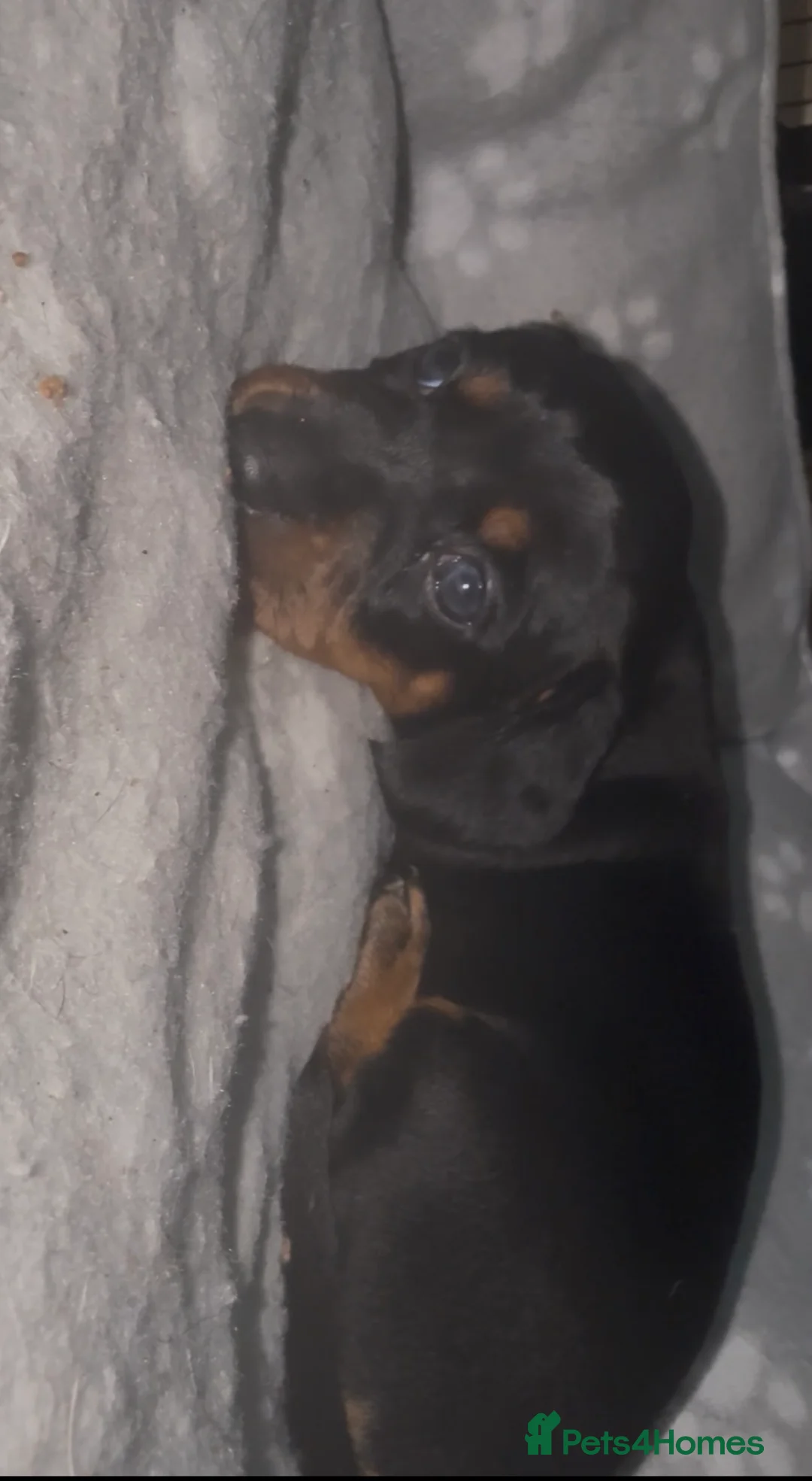 Miniature Dachshund dogs for sale: Last 2 pups 🩵🩷 - Advert 2