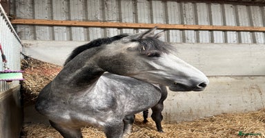 Connemara horses Whinny  - Advert 1
