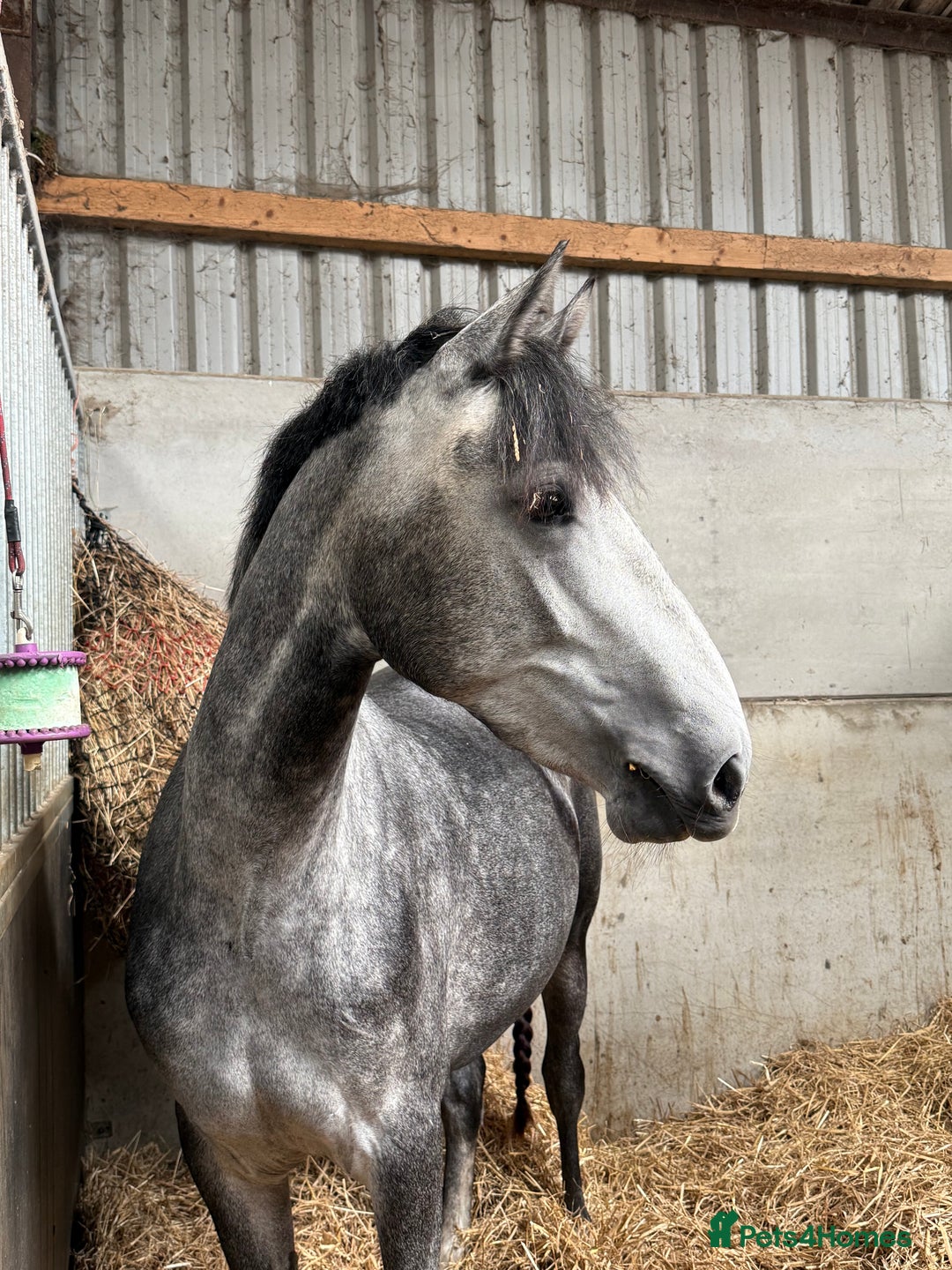 Connemara horses for sale: Whinny  - Advert 3