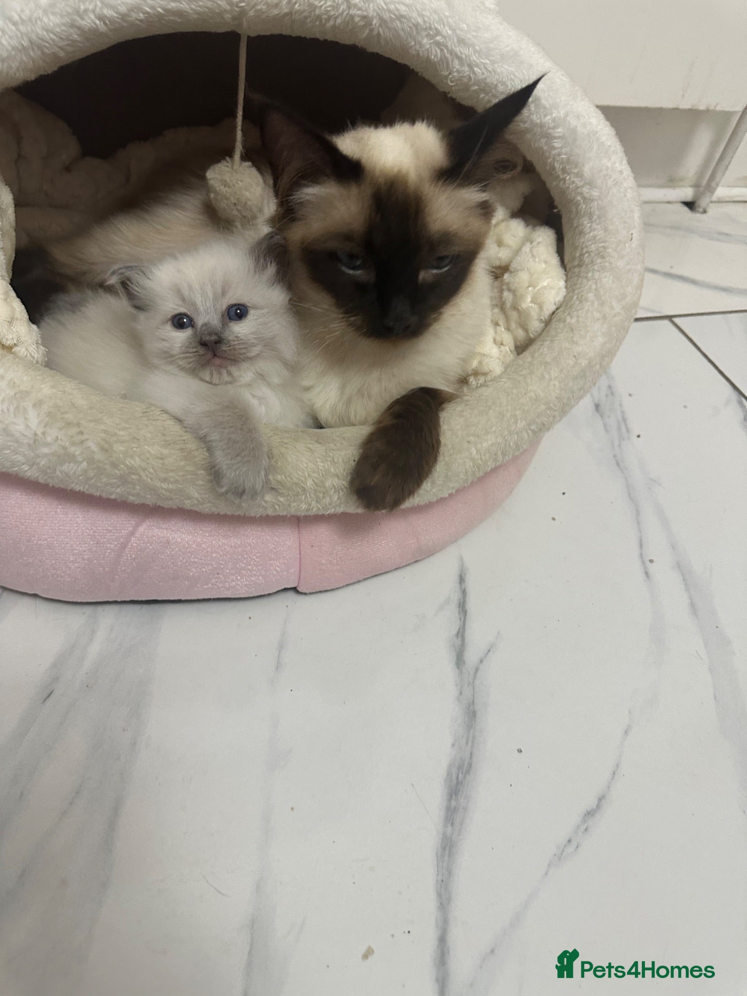 Ragdoll cats One handsome ragdoll boy kitten  for sale  - Advert 12