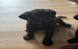 Labrador Retriever dogs for sale: Beautiful Black Labrador puppies in Cheltenham - Image 14