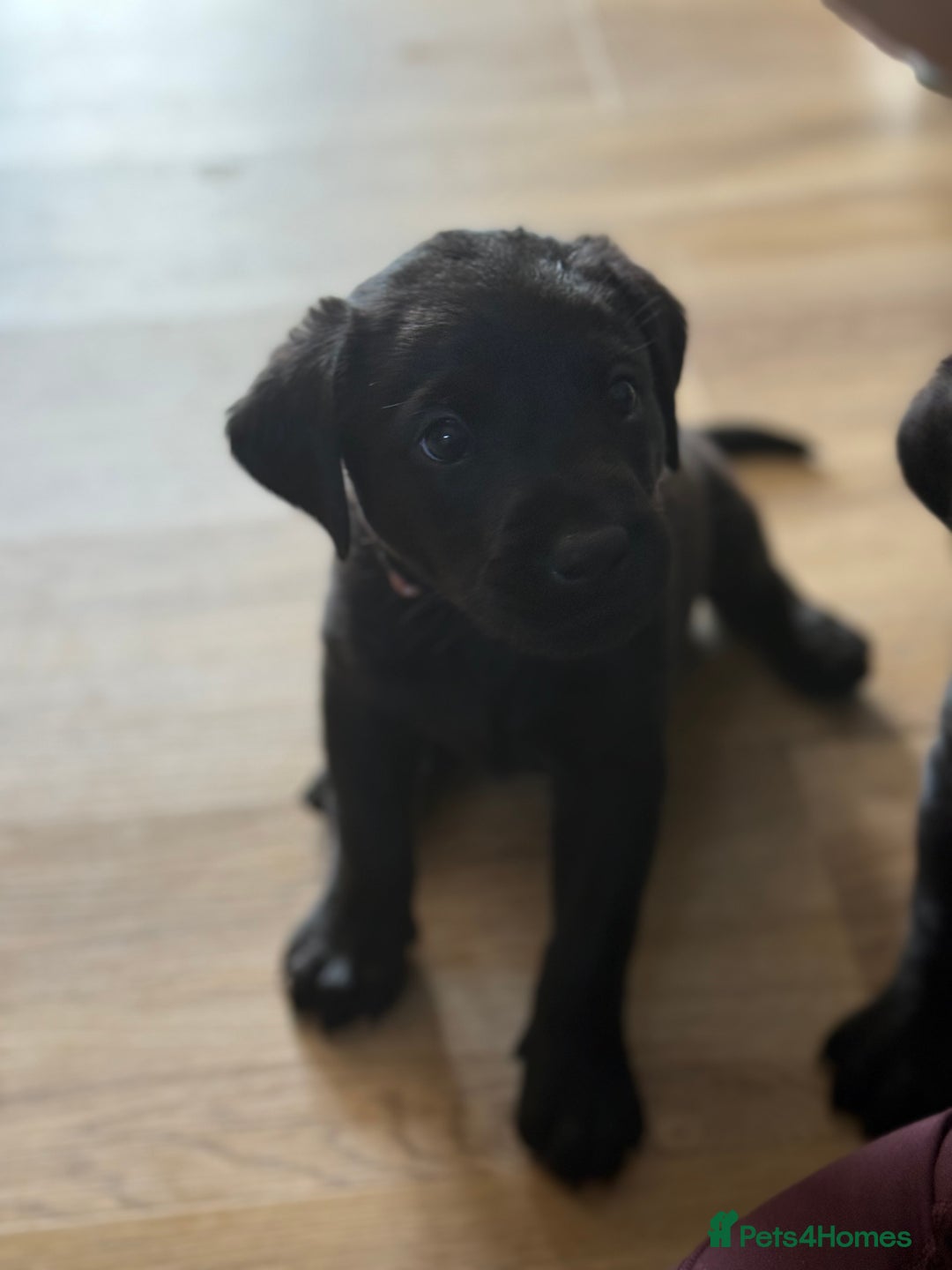 Labrador Retriever dogs for sale: Beautiful Black Labrador puppies in Cheltenham - Image 14