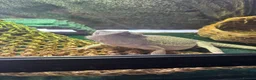 Bearded Dragon reptiles for sale: Zero Morph (RARE) Bearded Dragon in Ossett - Advert 7