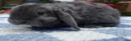 Mini Lop rabbits for sale: Two litter for sale  - Advert 5