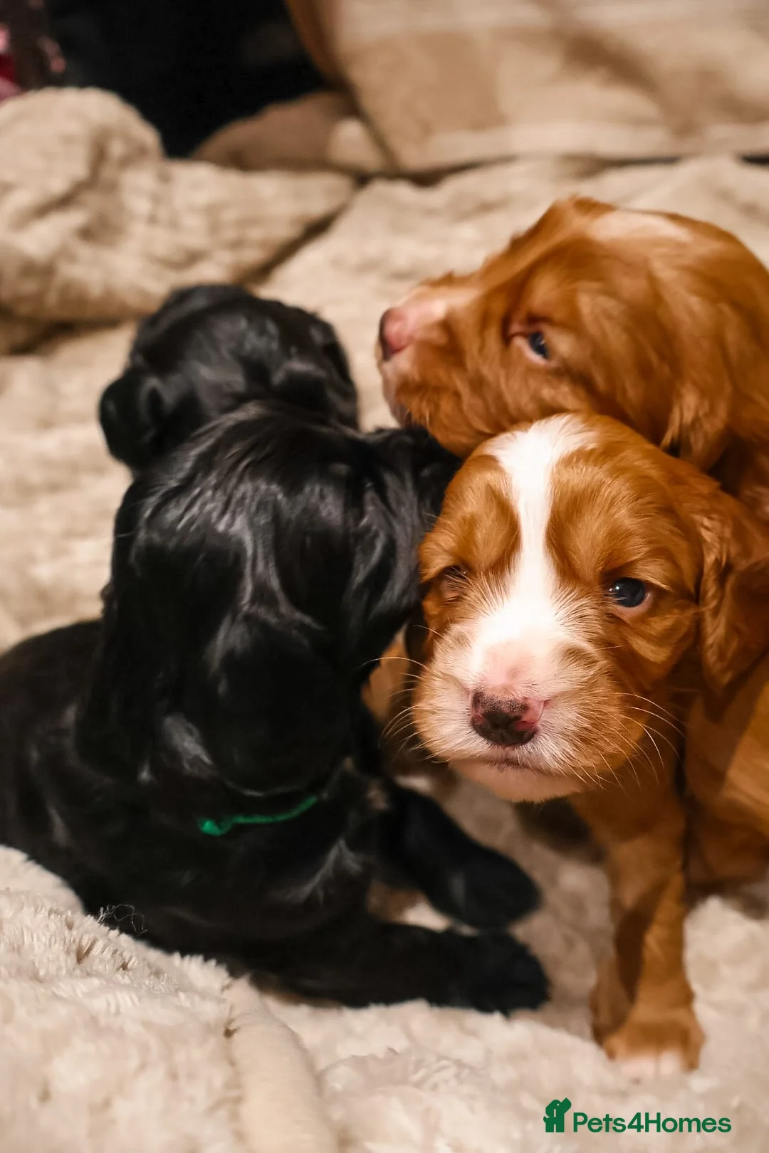 Cocker Spaniel dogs for sale: Cocker Spaniel Puppies - Advert 5