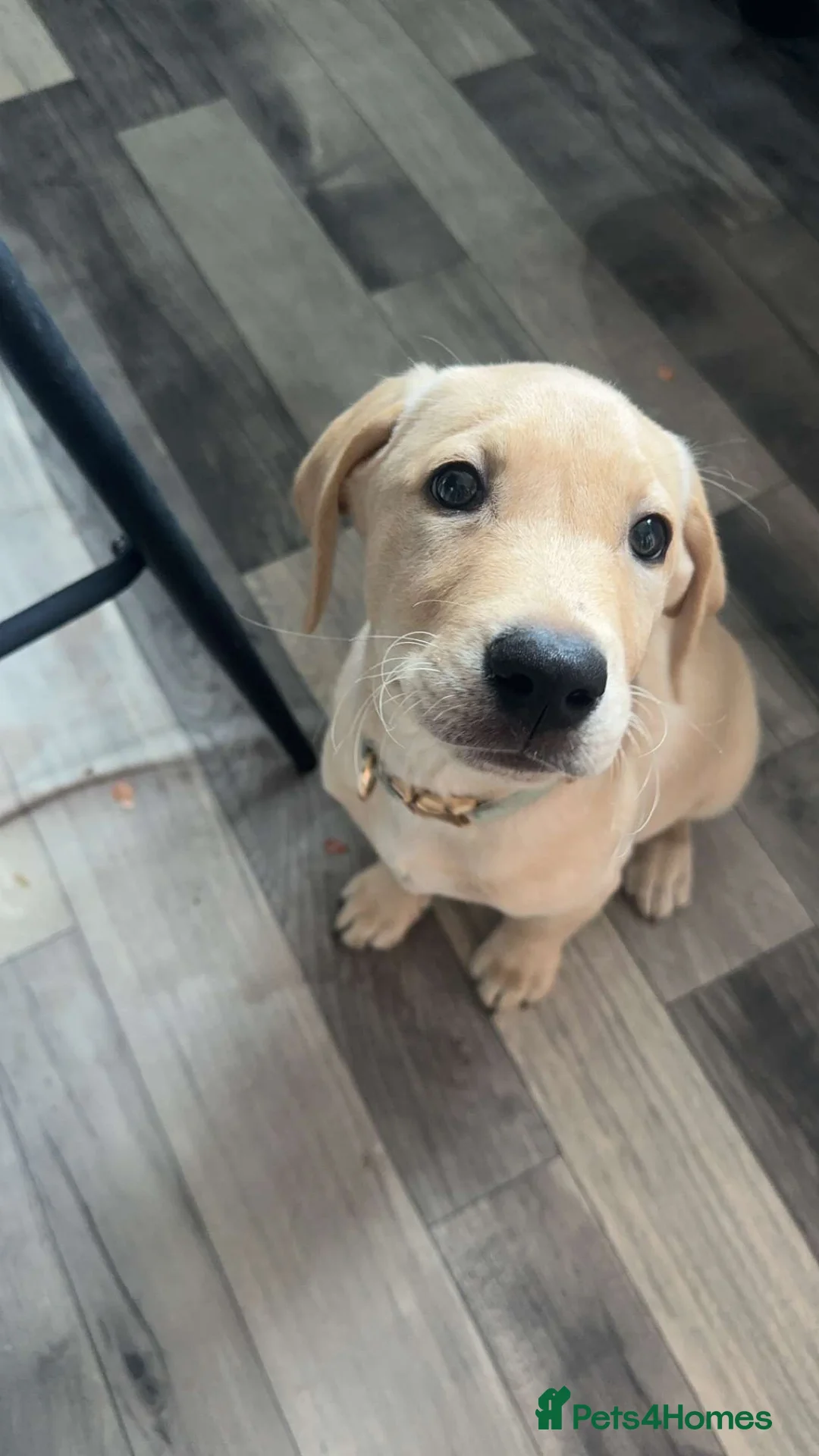 Gallery Image {{count}}