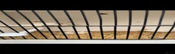 Finches birds for sale: Stunning mutation zebra finches  - Advert 7