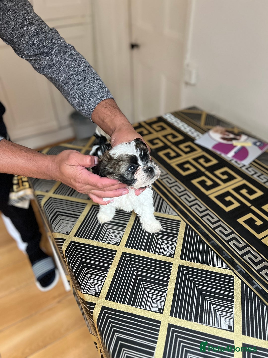 Maltese dogs for sale: Maltes - Image 5