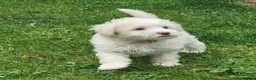 Poochon dogs for sale: Poochon READY TO GO - Advert 18