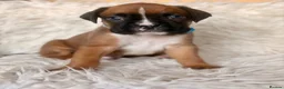 Boxer dogs for sale: Sir Alfie  - Advert 4