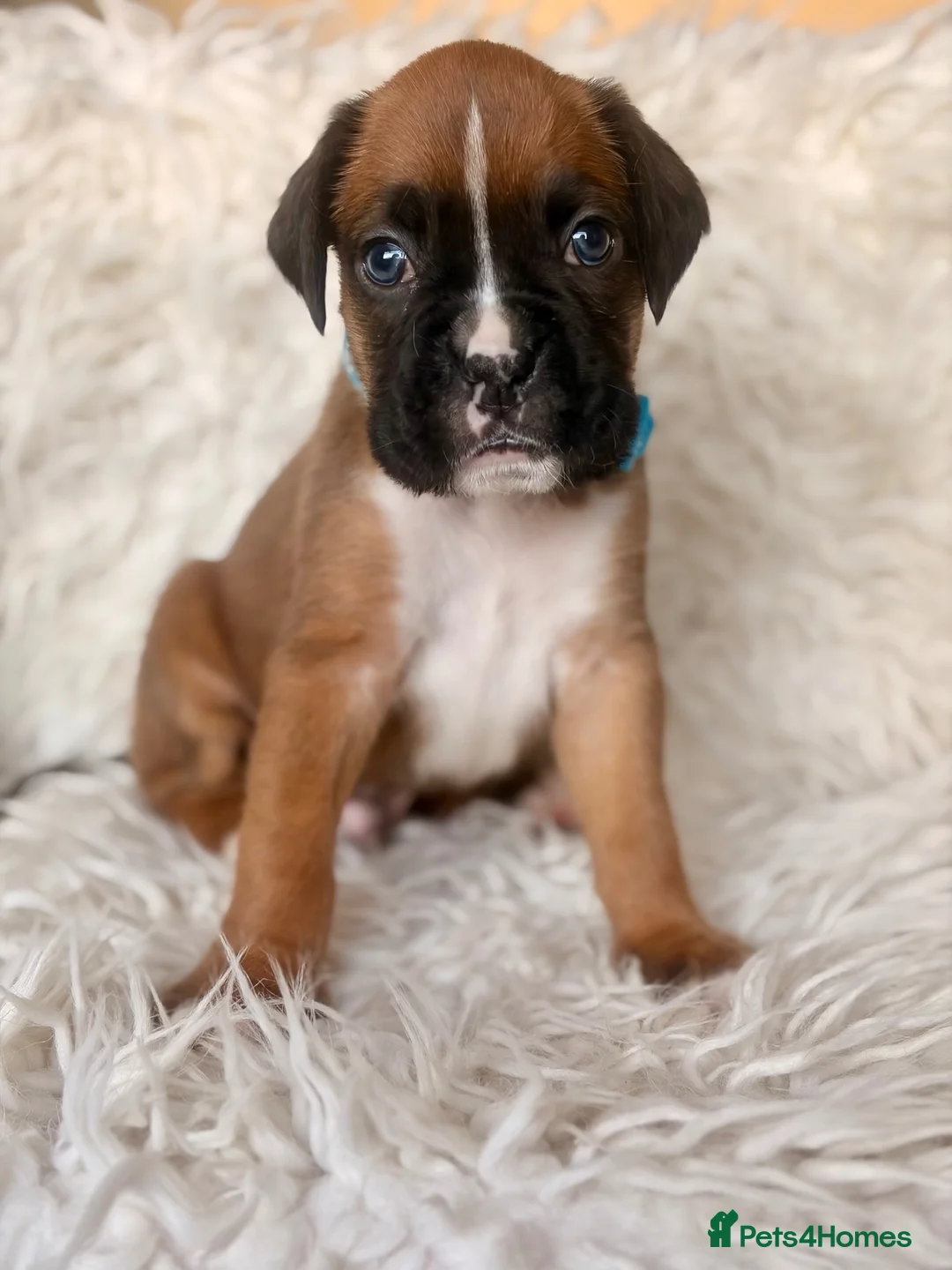 Boxer dogs for sale: Sir Alfie  - Advert 4