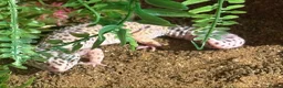 Mixed Breed reptiles for sale: Reptile bundle for sale - Advert 11