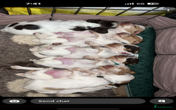 Cocker Spaniel dogs for sale: READY FOR NEW HOMES CAN LEAVE homes health tested  - Image 18