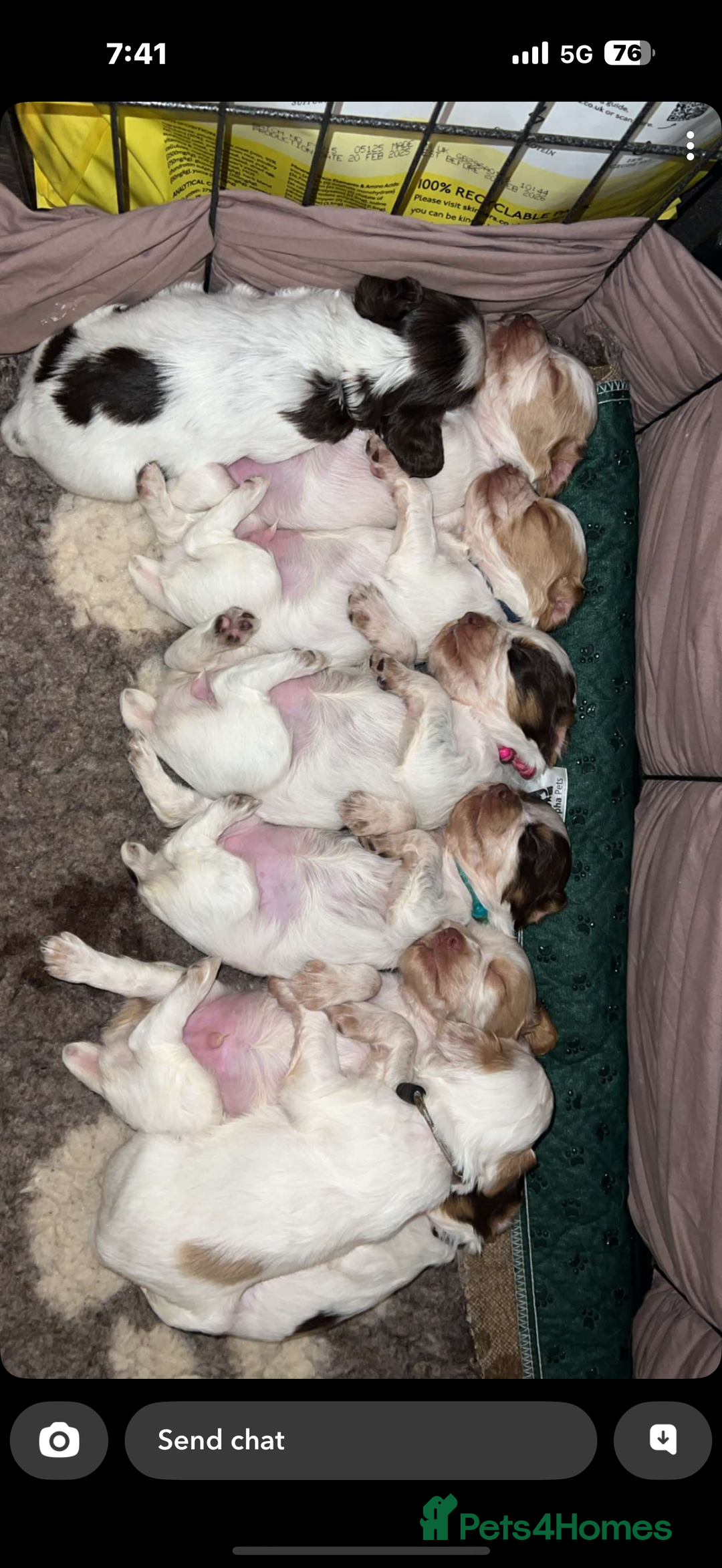 Cocker Spaniel dogs for sale: READY FOR NEW HOMES CAN LEAVE homes health tested  - Image 18