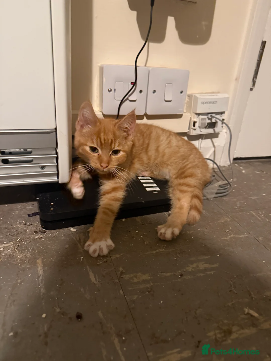 Mixed Breed cats for sale: MISTY AND NACHO ⭐️ - Advert 5