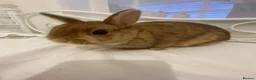 Netherland Dwarf rabbits for sale: Brown Netherland Dwarf Female in Slough - Advert 5