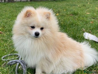 Pomeranian dogs Loui (Boy) - Advert 1