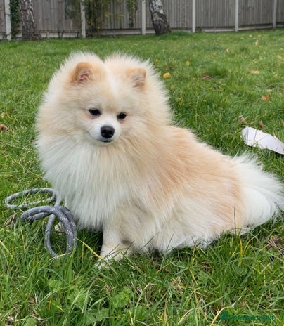 Pomeranian dogs Loui (Boy) - Advert 2