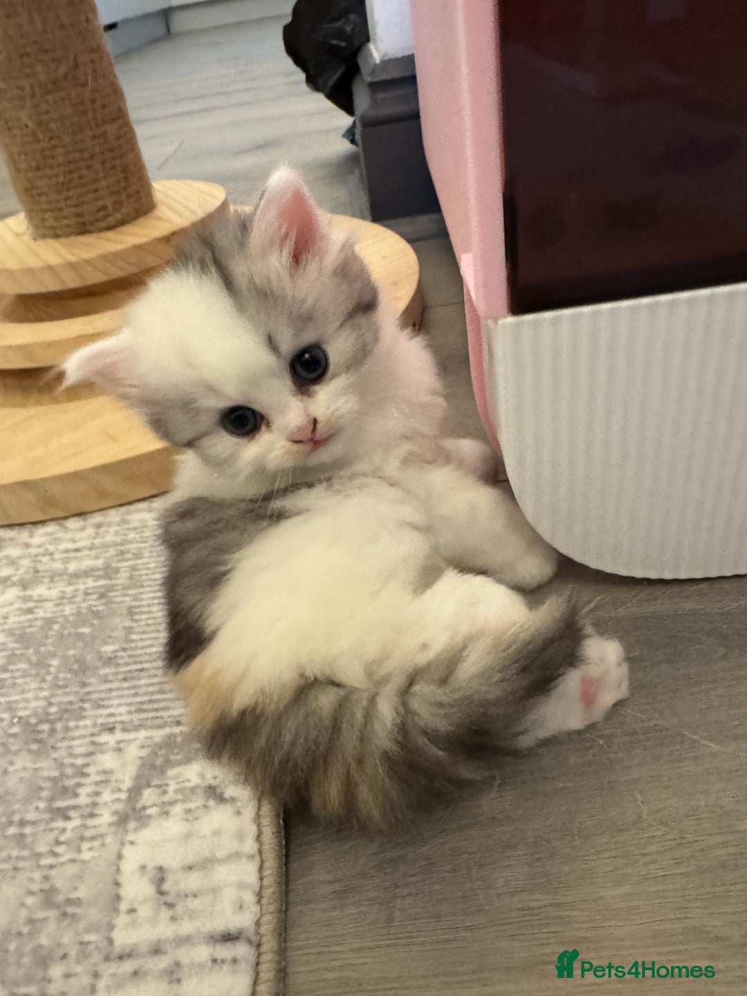 Persian cats for sale: Persian kittens  - Image 26