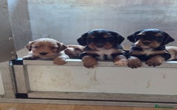 Cocker Spaniel dogs for sale: working cocker spaniels - Advert 1