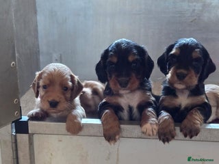 Cocker Spaniel dogs working cocker spaniels - Advert 12