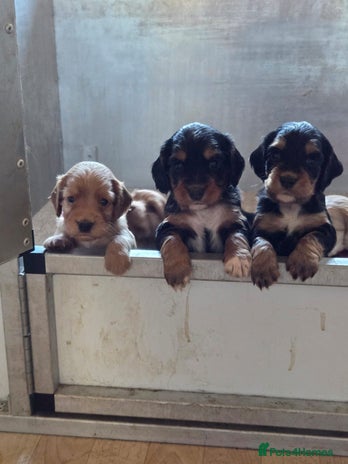 Cocker Spaniel dogs working cocker spaniels - Advert 1