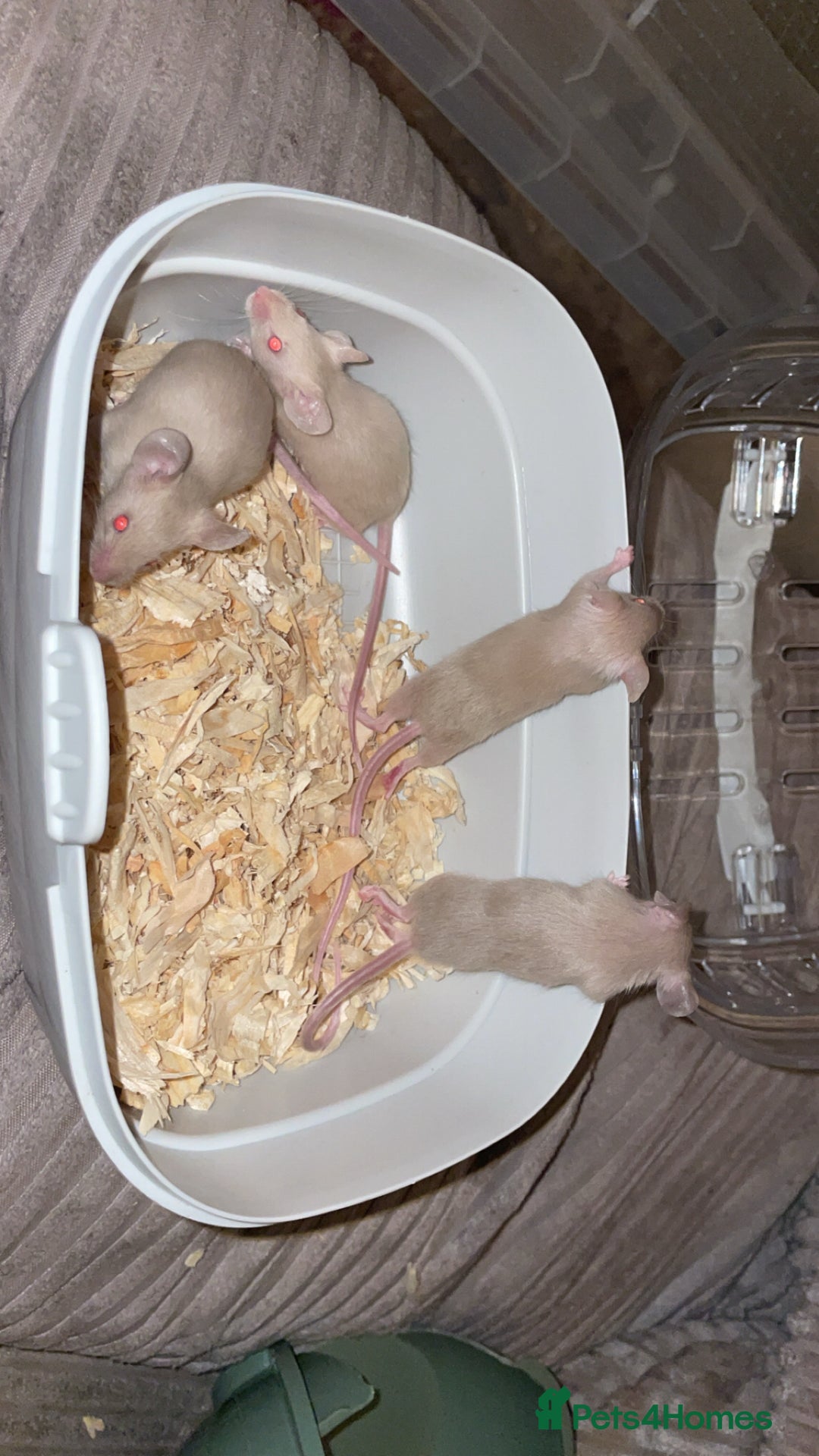 Mouse rodents for sale: Female baby mice.  - Advert 8