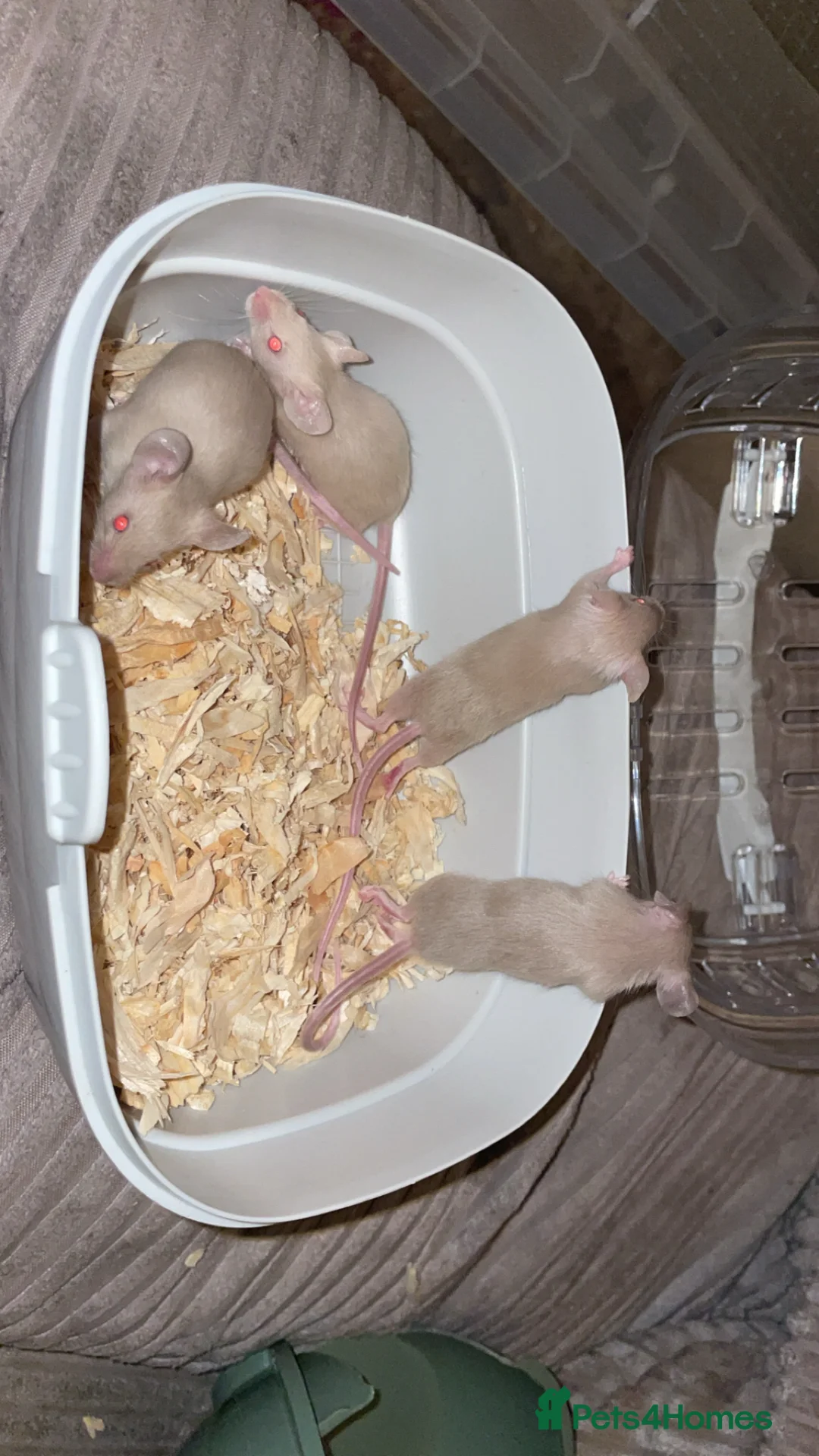 Mouse rodents for sale: Female baby mice.  - Advert 8
