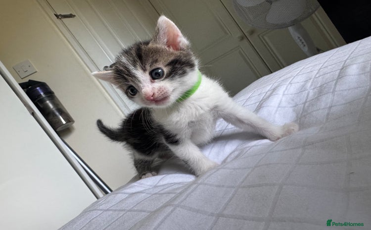 Domestic Shorthair cats - Advert 1