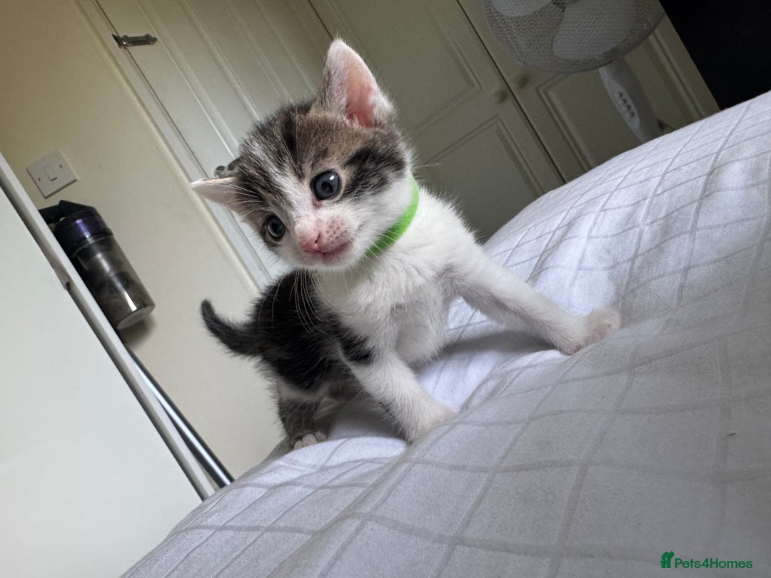 Domestic Shorthair cats for sale: 6 beautiful kittens  - Image 1