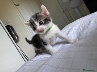Domestic Shorthair cats - Advert 3