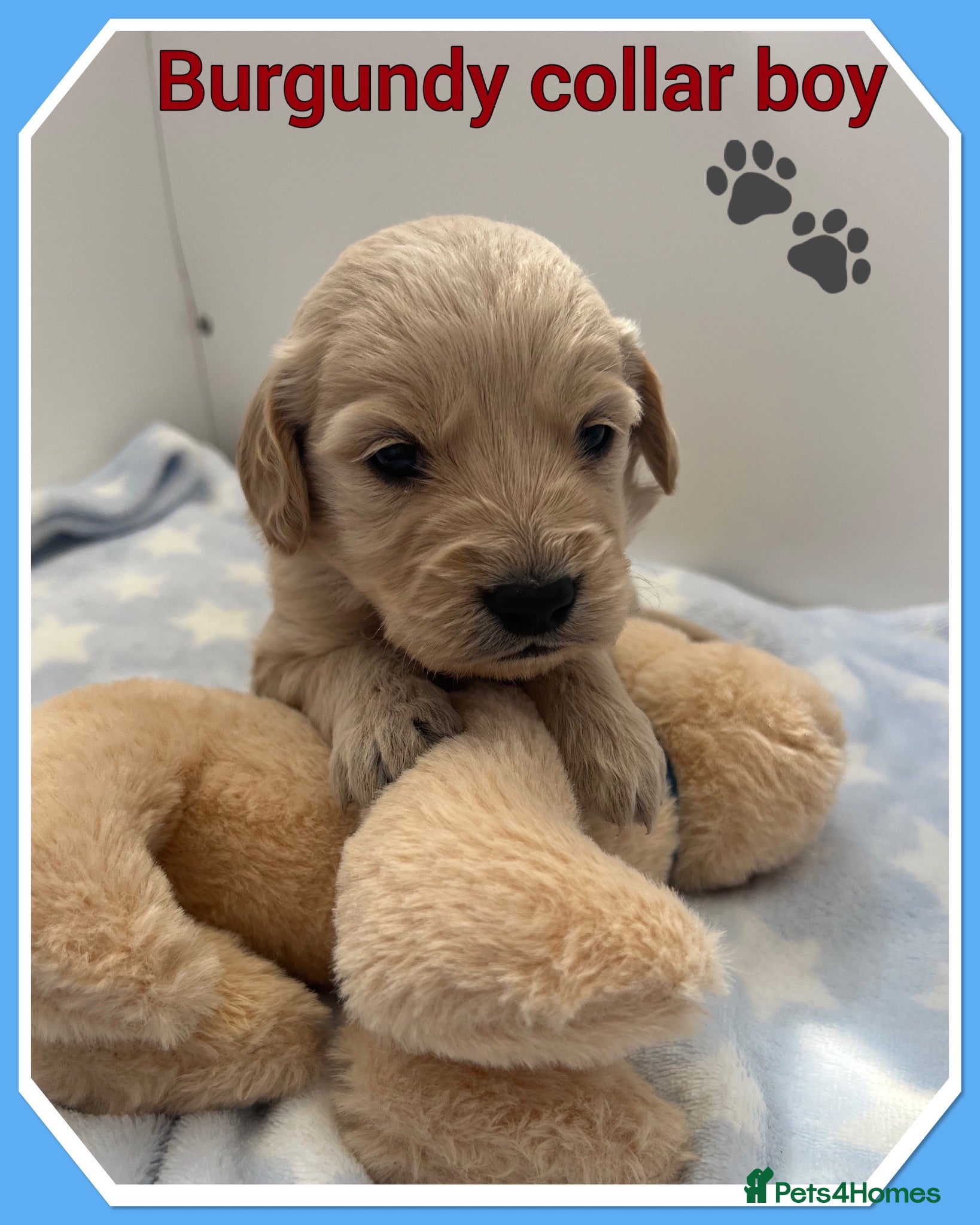 Mini Goldendoodle dogs 🐶 STUNNING F1 MINIATURE GOLDENDOODLES 🐶 - Advert 2