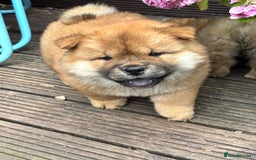 Chow Chow dogs for sale: 🐾 Chow Chow Puppies – Lilac & Chocolate Tones 🐾 - Image 3